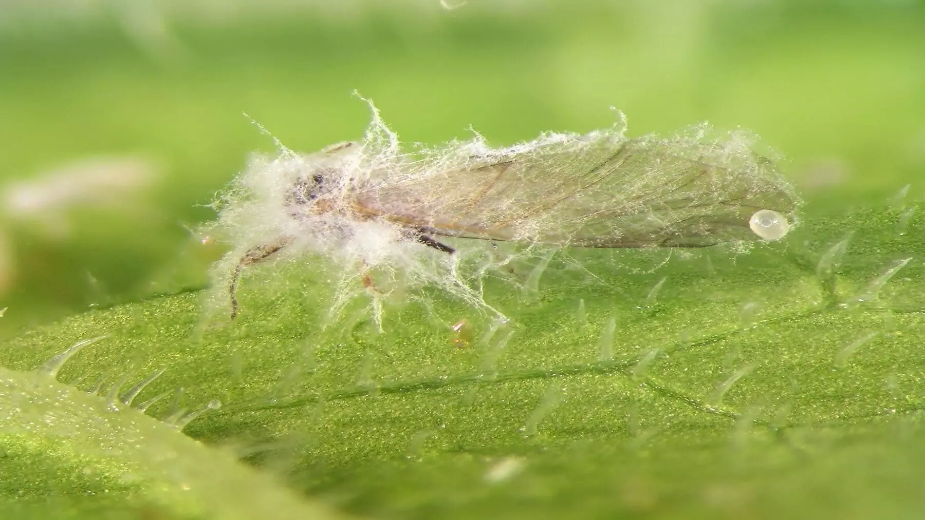 Virus Transforma Hongo en Aliado Clave Contra Plagas Agrícolas