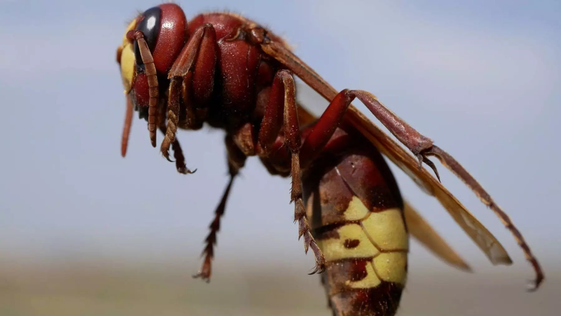 El avispón oriental amenaza la apicultura en Córdoba al salir de hibernación