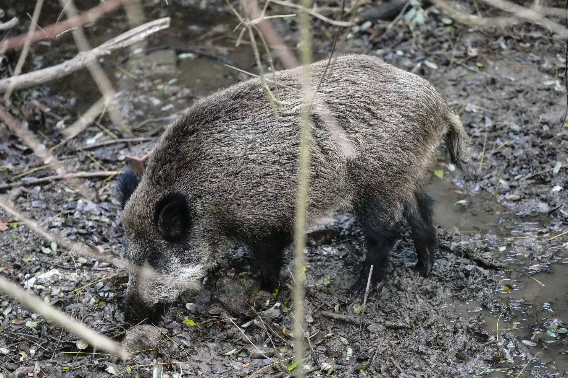 La proliferación de jabalíes y conejos genera pérdidas millonarias en la agricultura