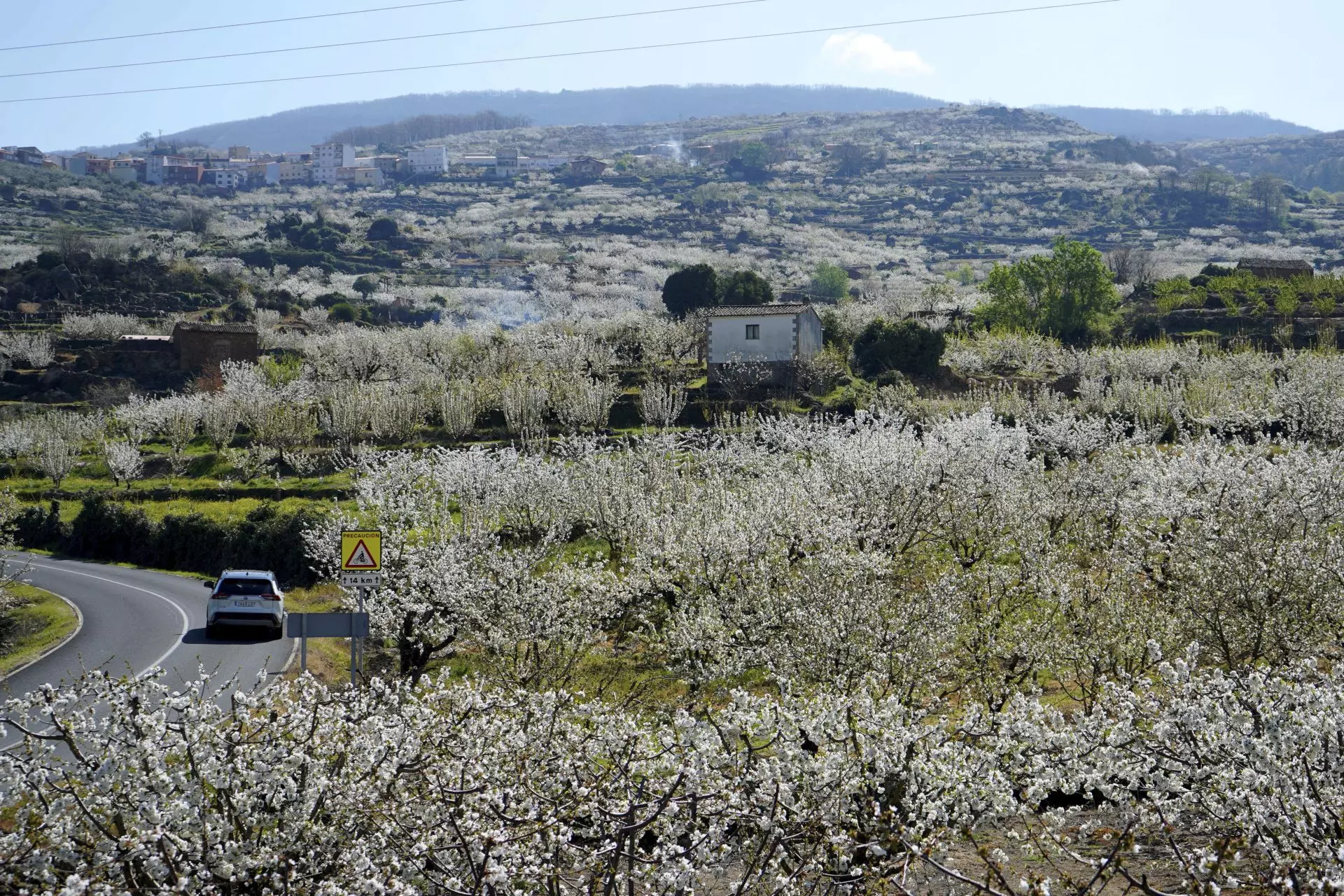 La explosión floral de los cerezos en el Valle del Jerte