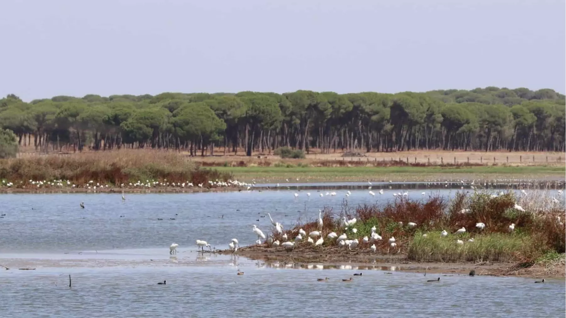 Urgencia Hídrica en Doñana: La Vital Recuperación del Río Guadiamar