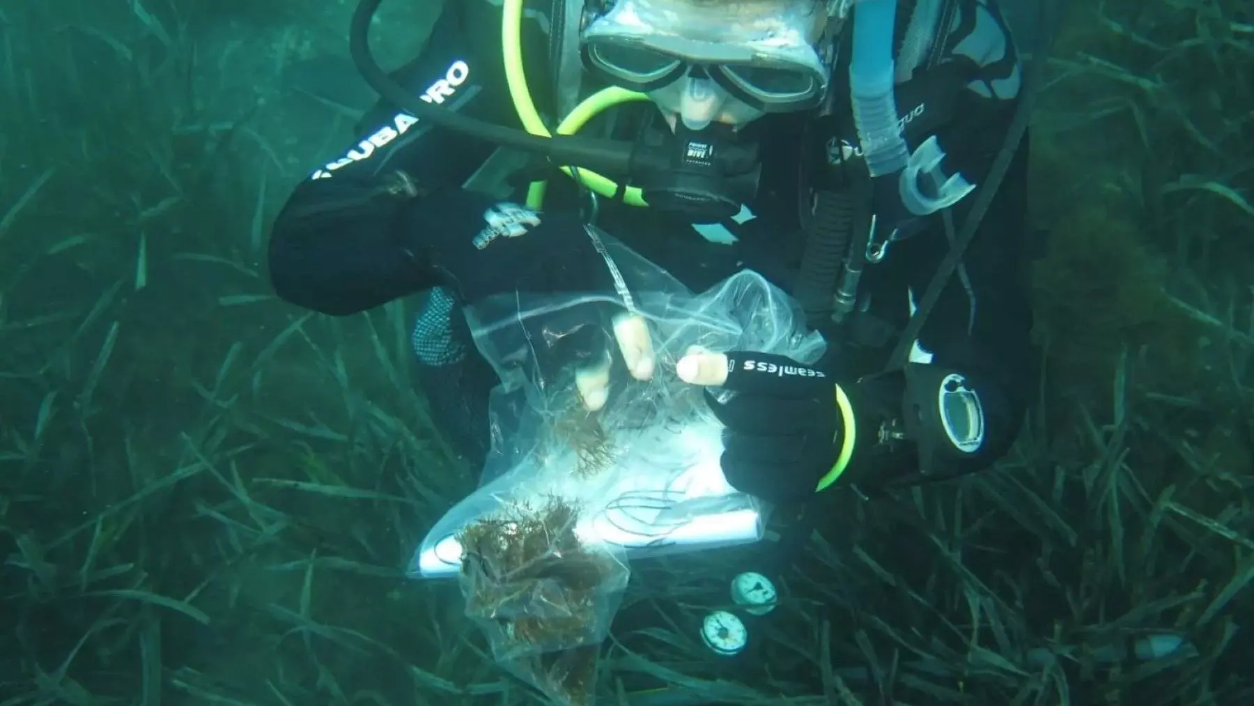 La invasión silenciosa: el alga asiática que se clona sin control en las costas españolas