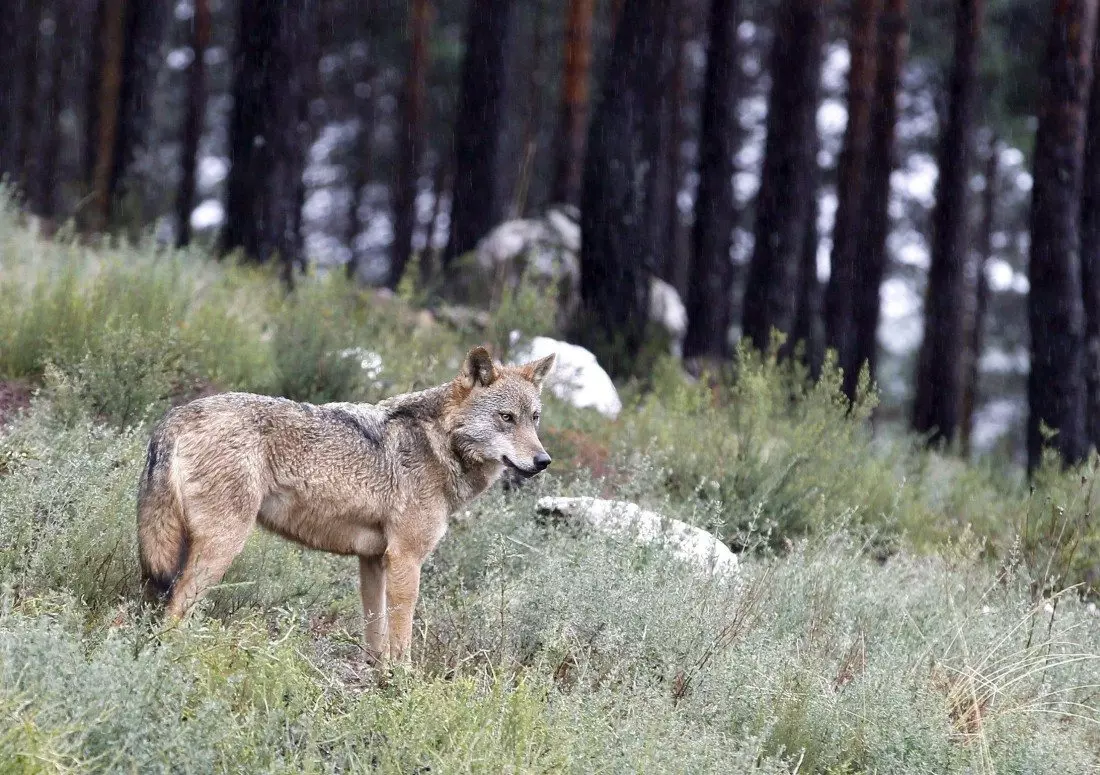 La Caza del Lobo Ibérico: Un Debate entre Conservación y Gestión en Europa