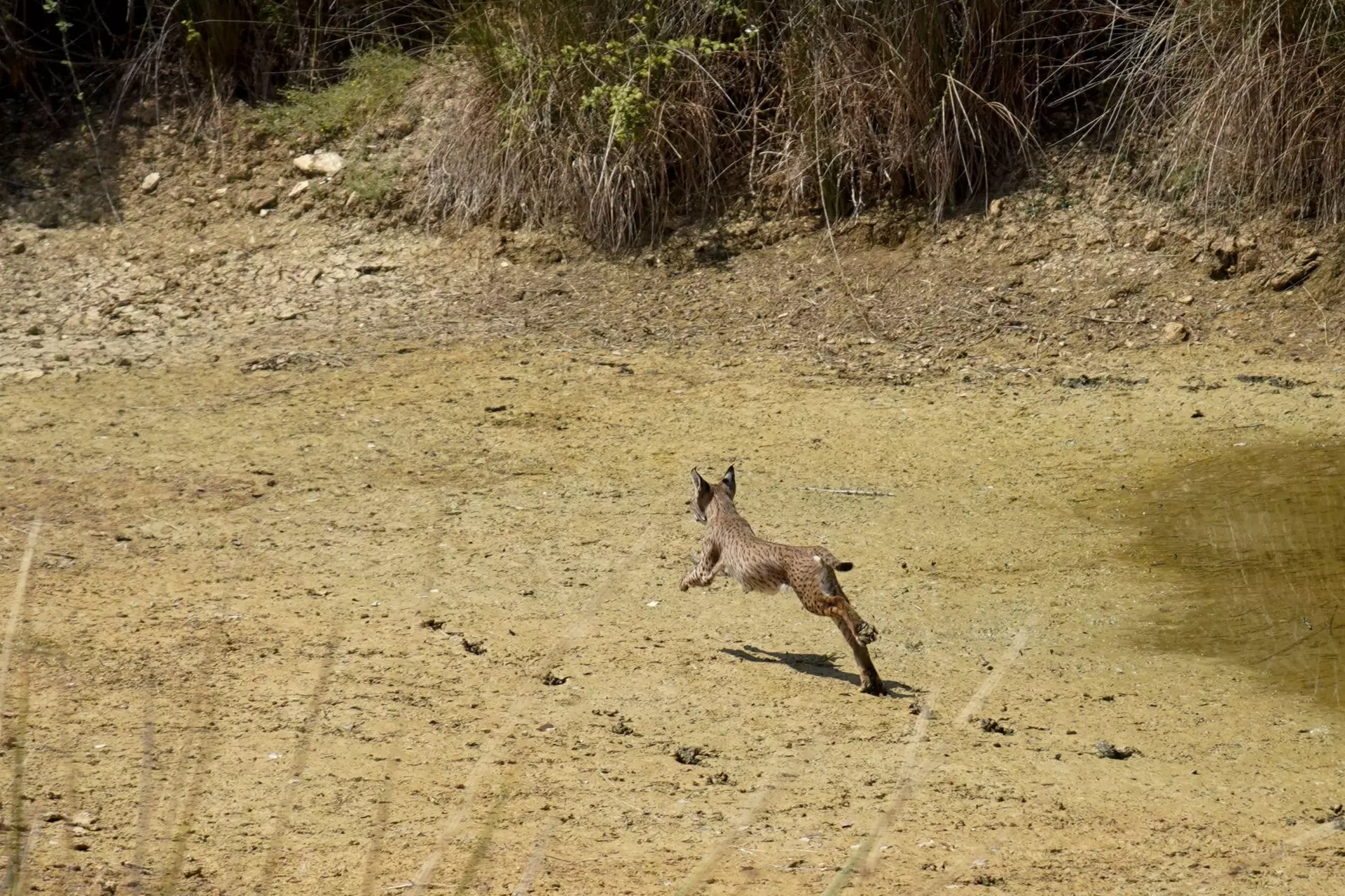 Cazador Sancionado por Abatir un Lince Ibérico en Toledo