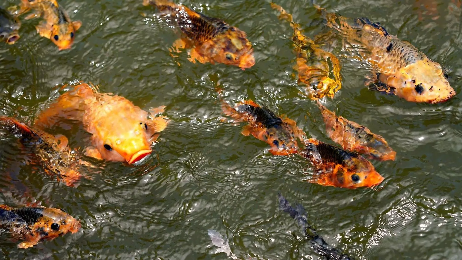 Peligro Silencioso: El Declive Alarmante de los Peces Migratorios en Ríos Globales