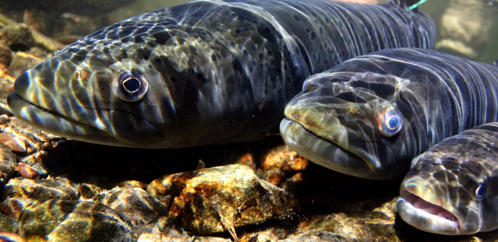 Urgencia de Coordinación Transfronteriza para la Conservación de Peces Migratorios de Agua Dulce