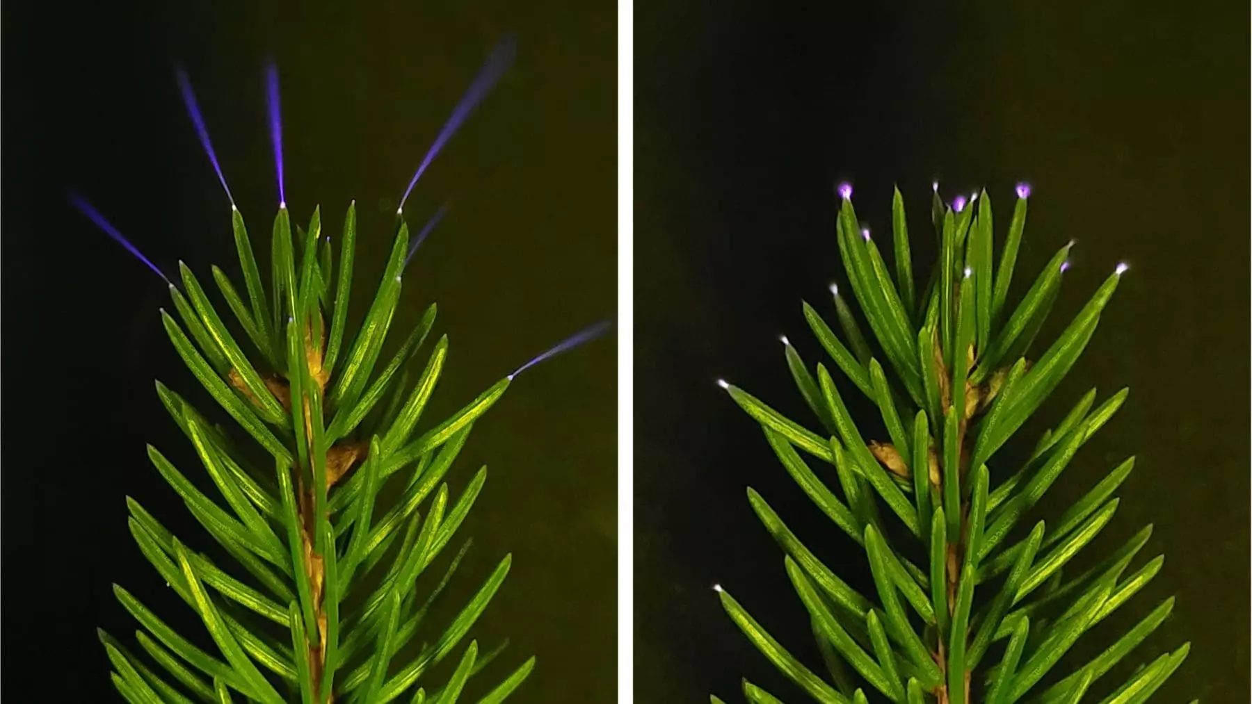 Fenómeno Lumínico en Árboles durante Tormentas: El Misterio de la Descarga Corona al Descubierto