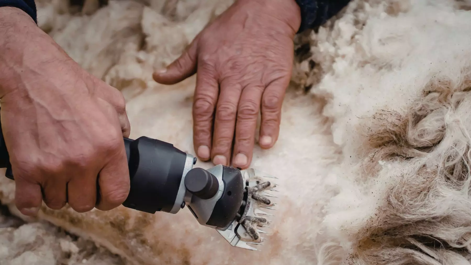 Un Ingeniero Español Revoluciona la Agricultura con el Uso de Lana de Oveja