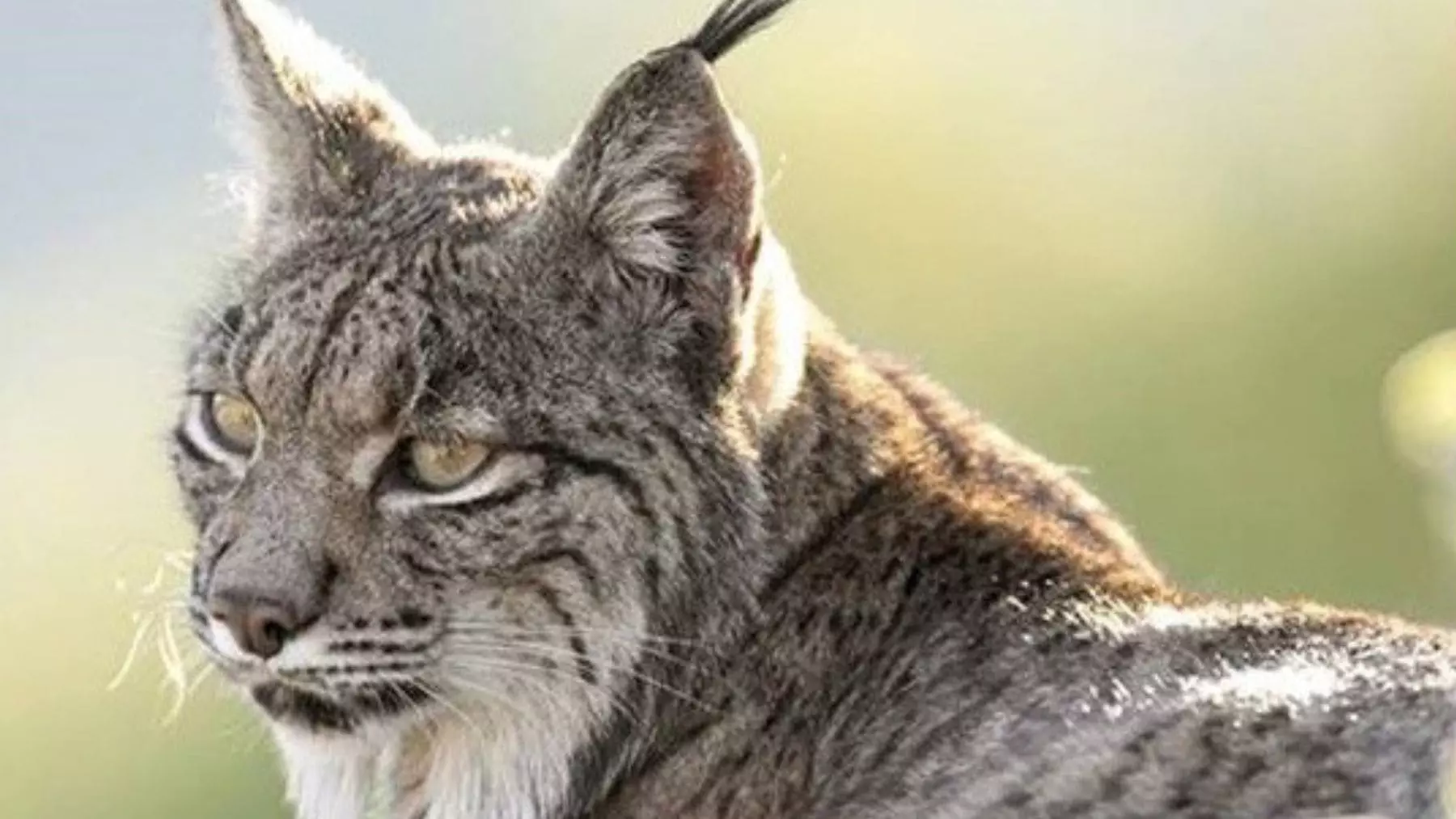 Misterio en Andalucía: Linces Ibéricos Cambian de Color a Blanco, Expertos Sugieren Estrés Ambiental