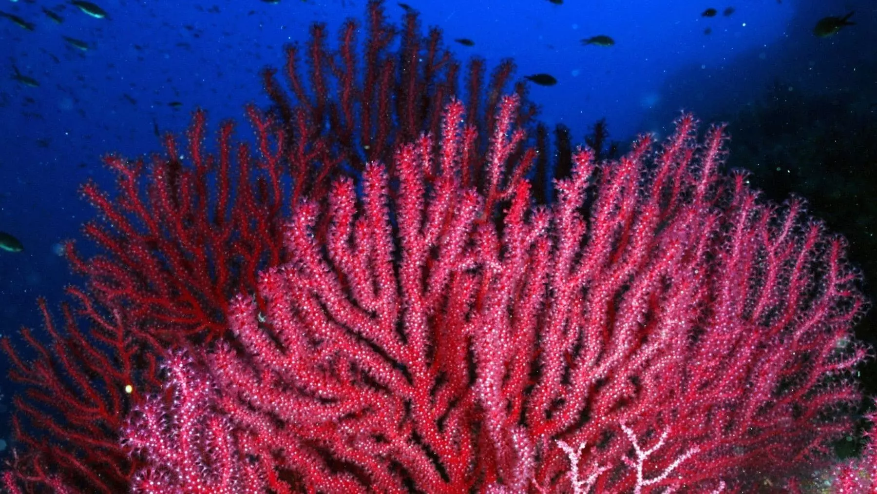 Impacto de los microplásticos en las gorgonias del Mediterráneo: un estudio revelador