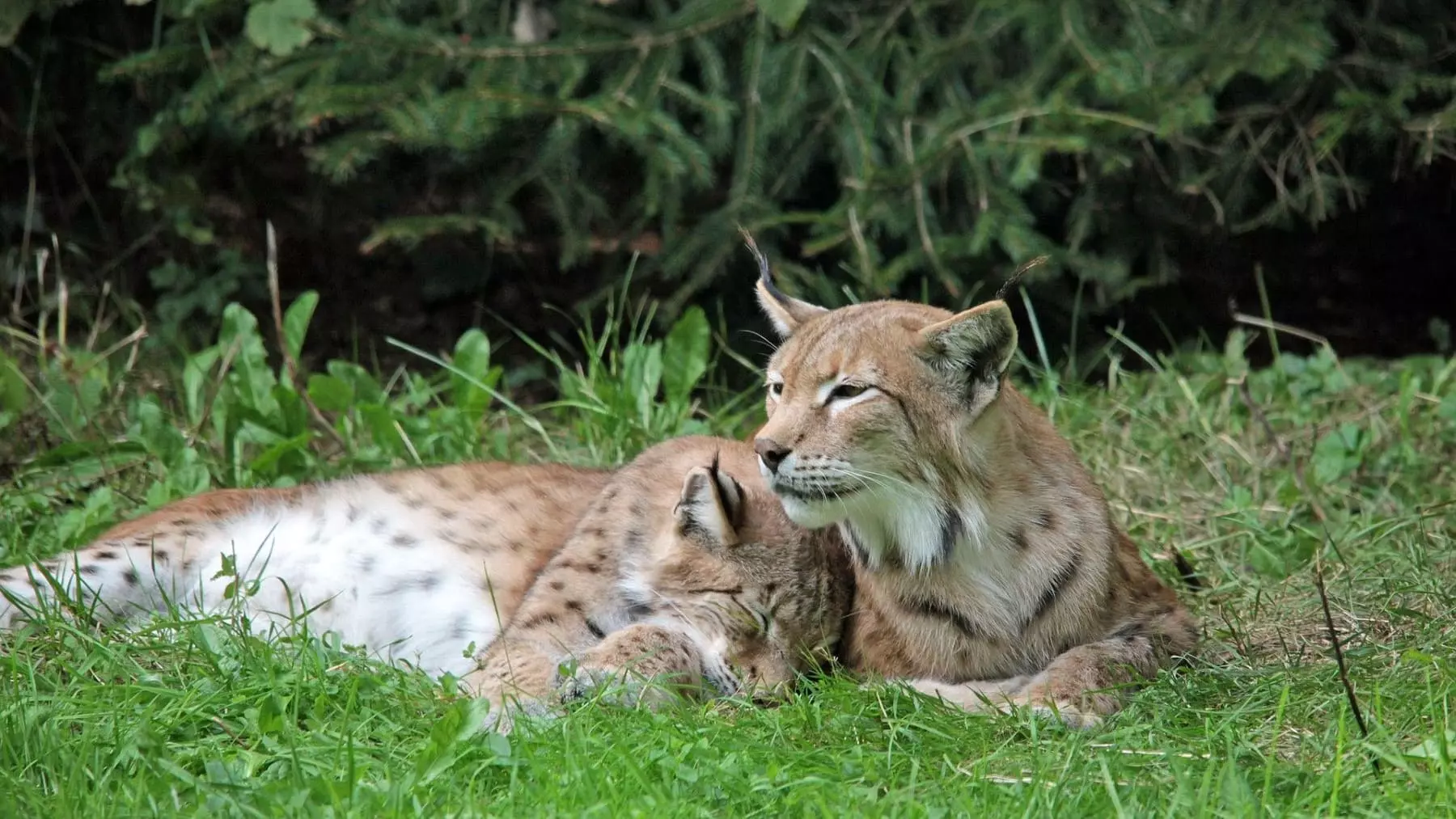 La condena por la muerte de un lince ibérico en Toledo reaviva el debate sobre la protección de especies y la suficiencia de las penas