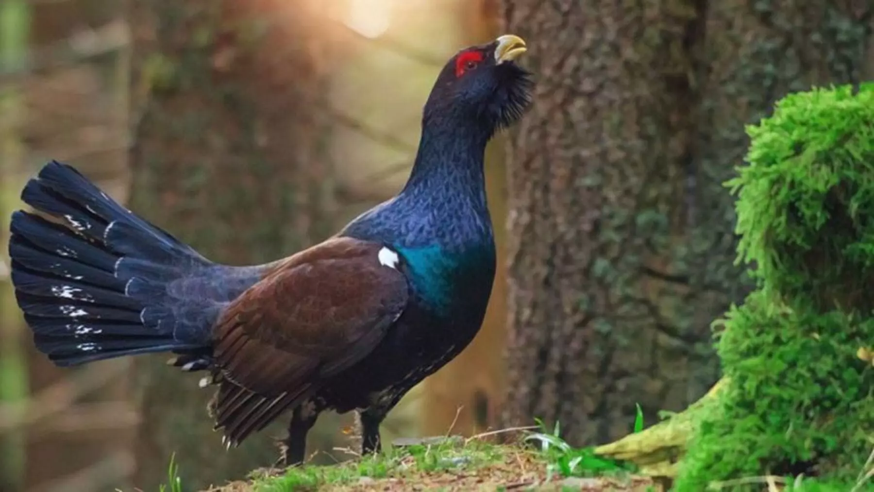 La Fertilidad del Urogallo Disminuye en Programas de Conservación, Poniendo en Riesgo su Supervivencia