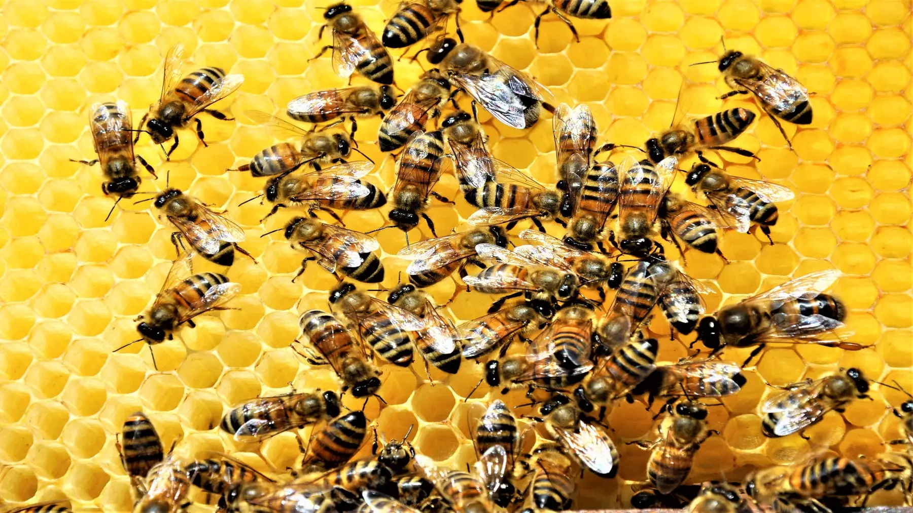 La danza de las abejas: una comunicación más compleja de lo que se creía