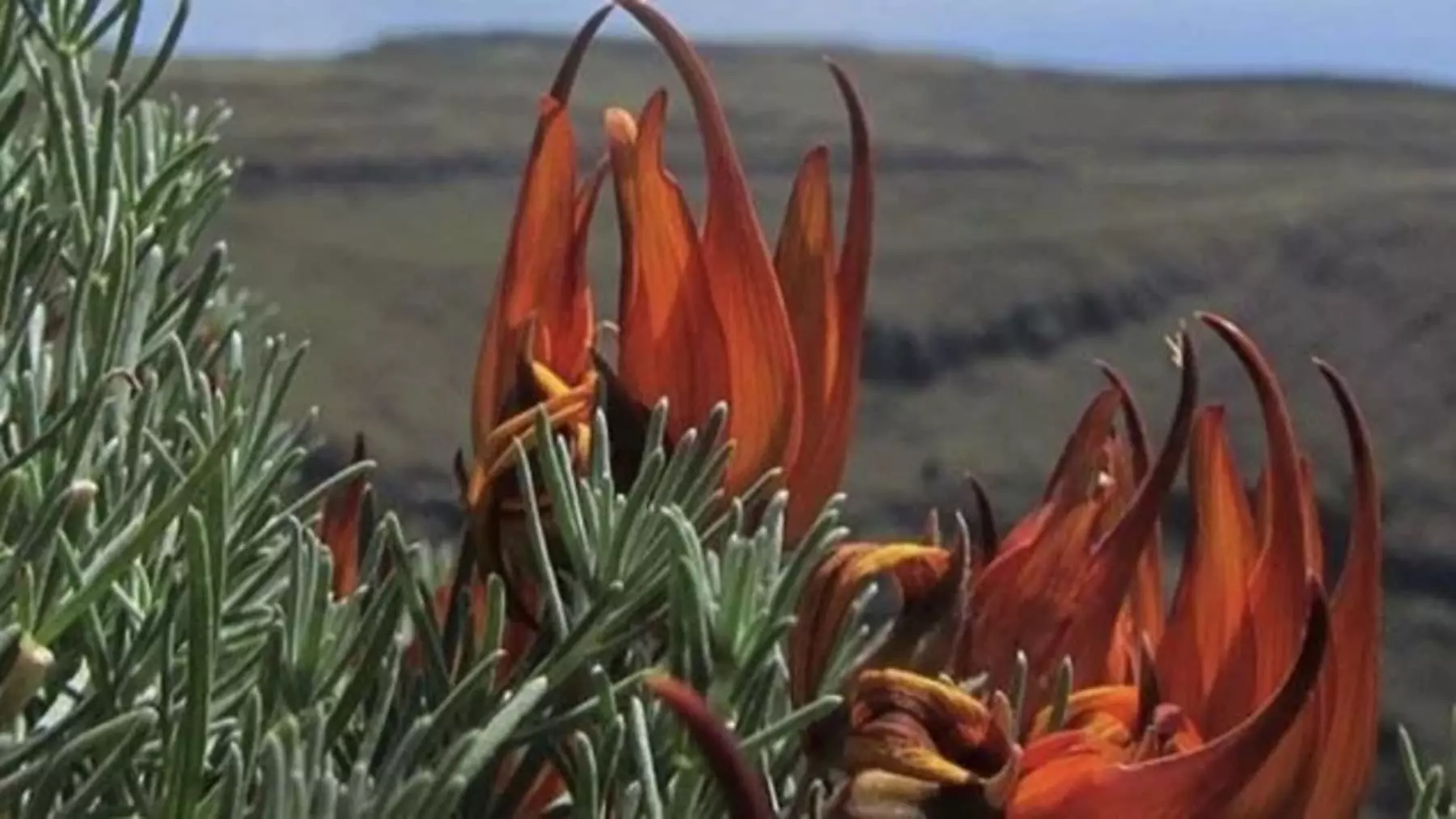 Las Islas Canarias Activan Estrategias para Preservar su Flora Autóctona Amenazada
