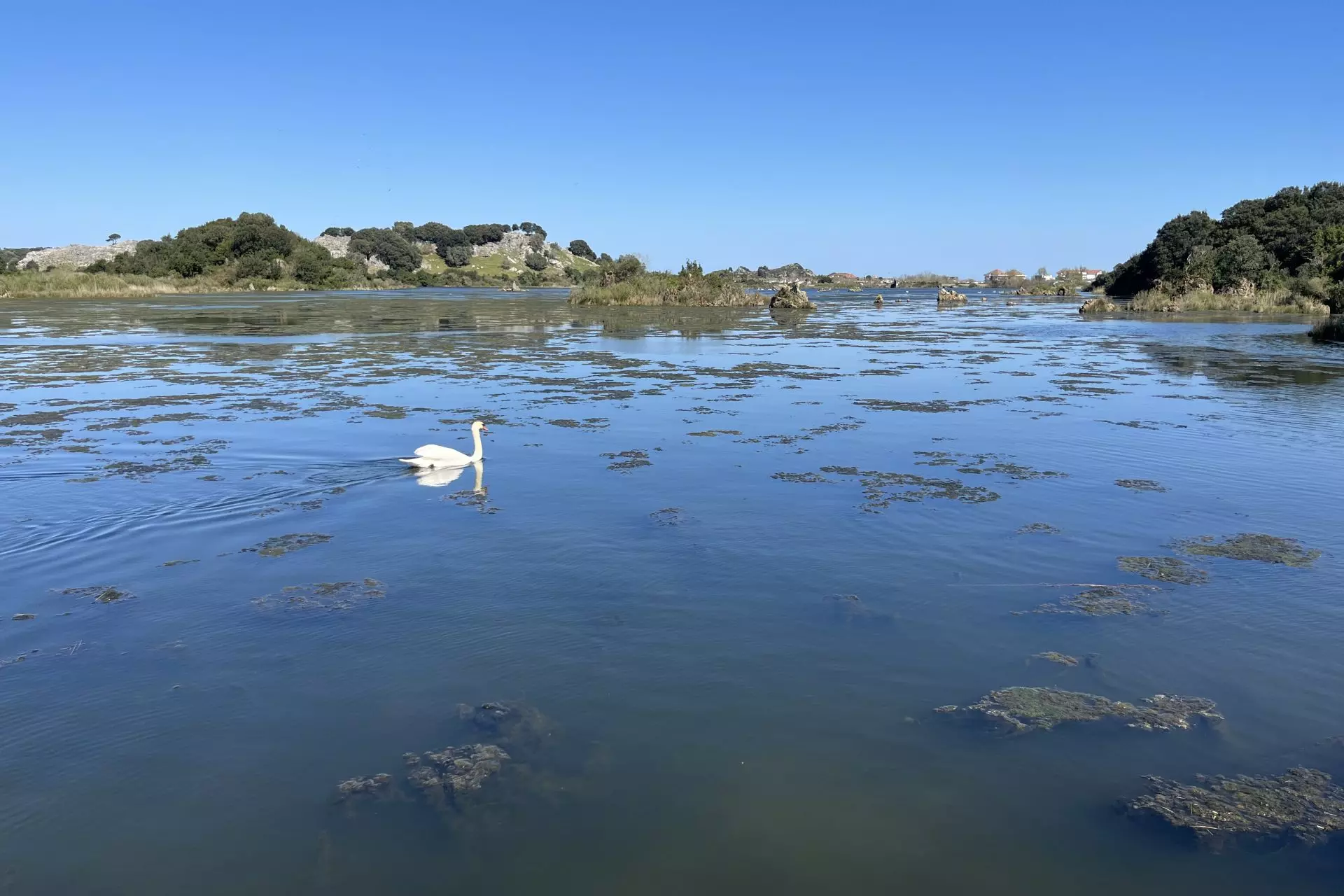 Los flamencos se asientan en Cantabria: un indicador del impacto del cambio climático en las rutas migratorias