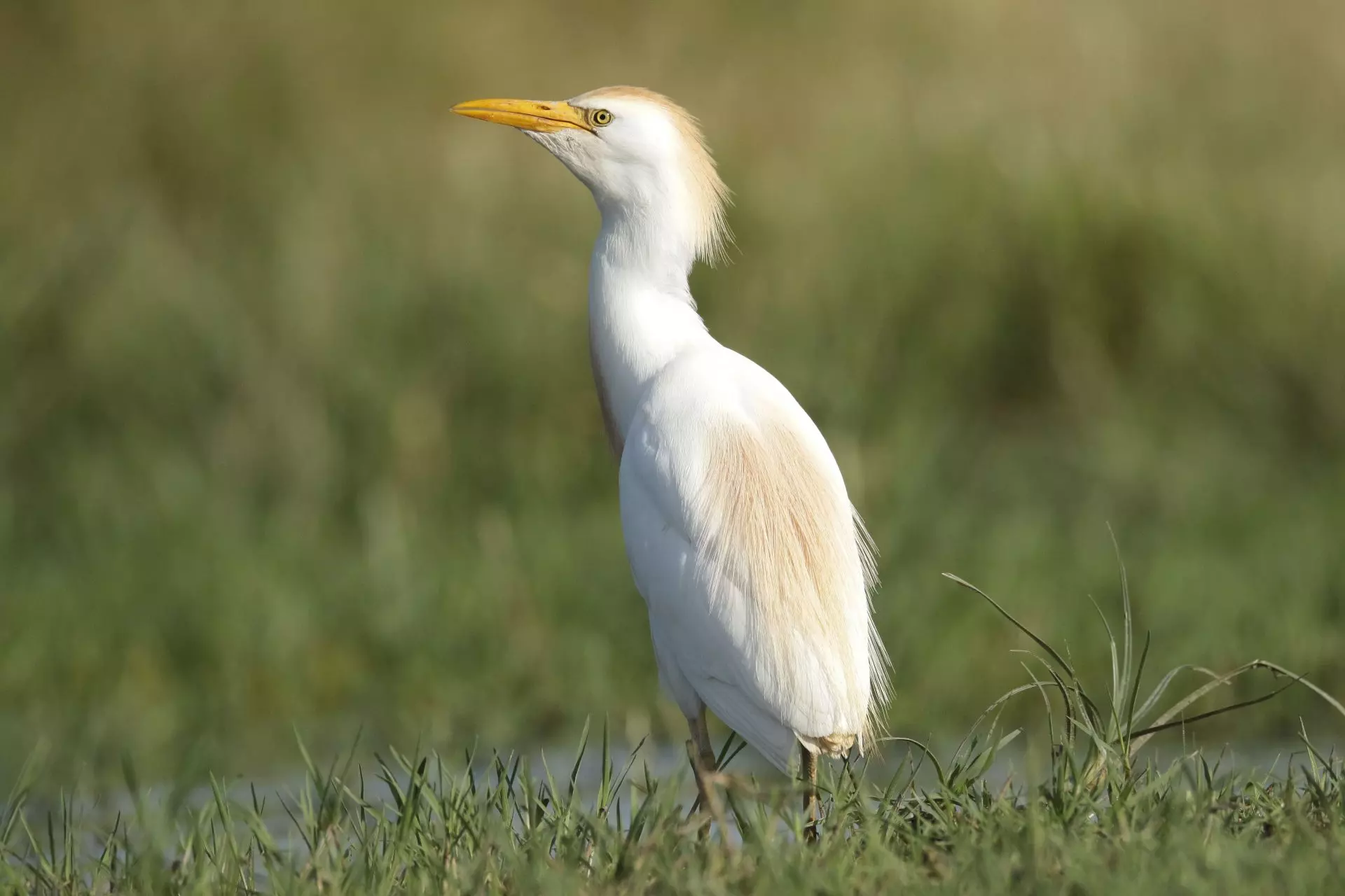 Aumento espectacular de la biodiversidad aviar en las lagunas volcánicas de Ciudad Real
