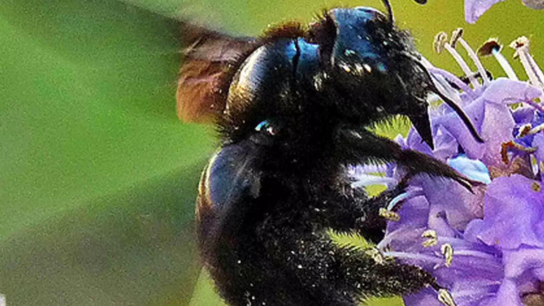 El Regreso de la Abeja Carpintera Púrpura en Polonia: Un Símbolo de Biodiversidad y Precaución