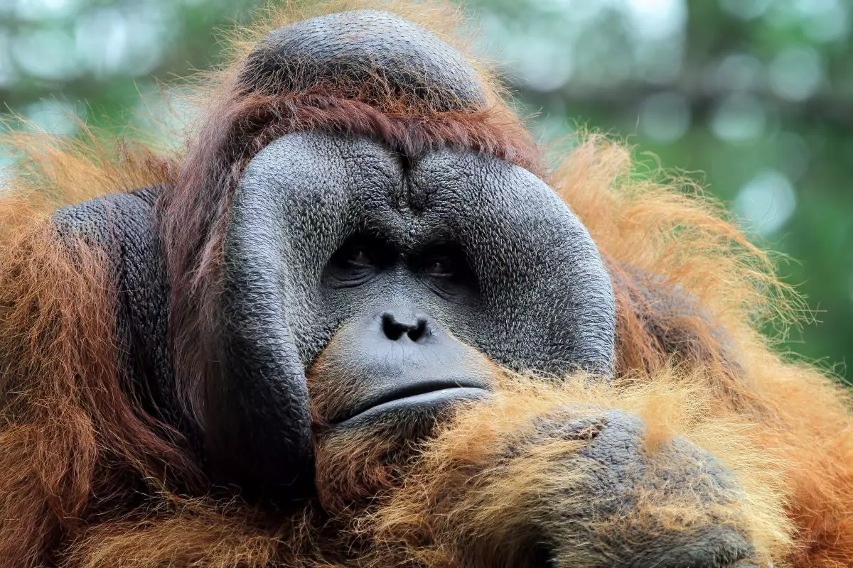 Fallece Biruté Galdikas, Pionera en la Conservación de Orangutanes