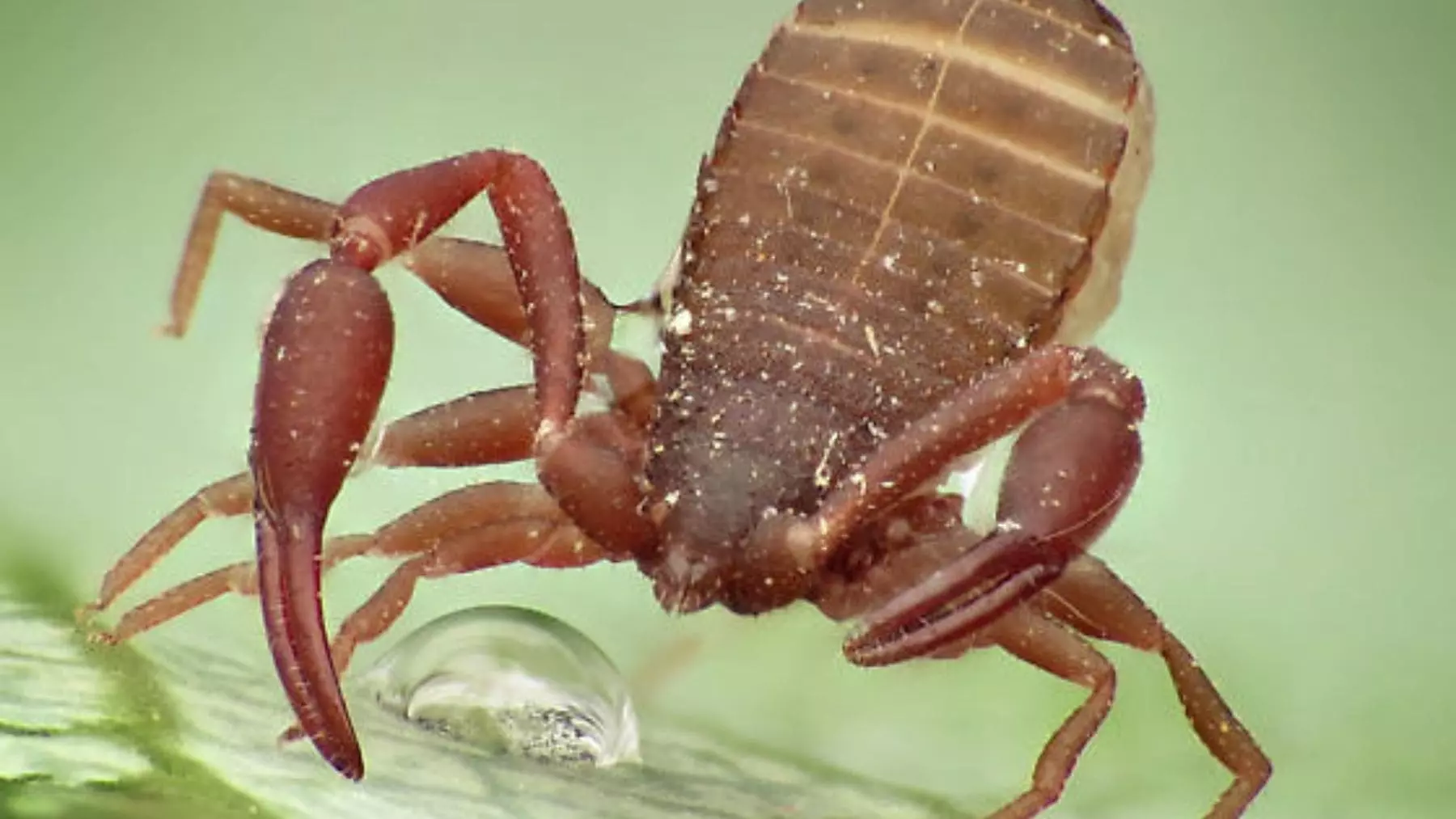 Los Pseudoescorpiones: Aliados Silenciosos en el Hogar