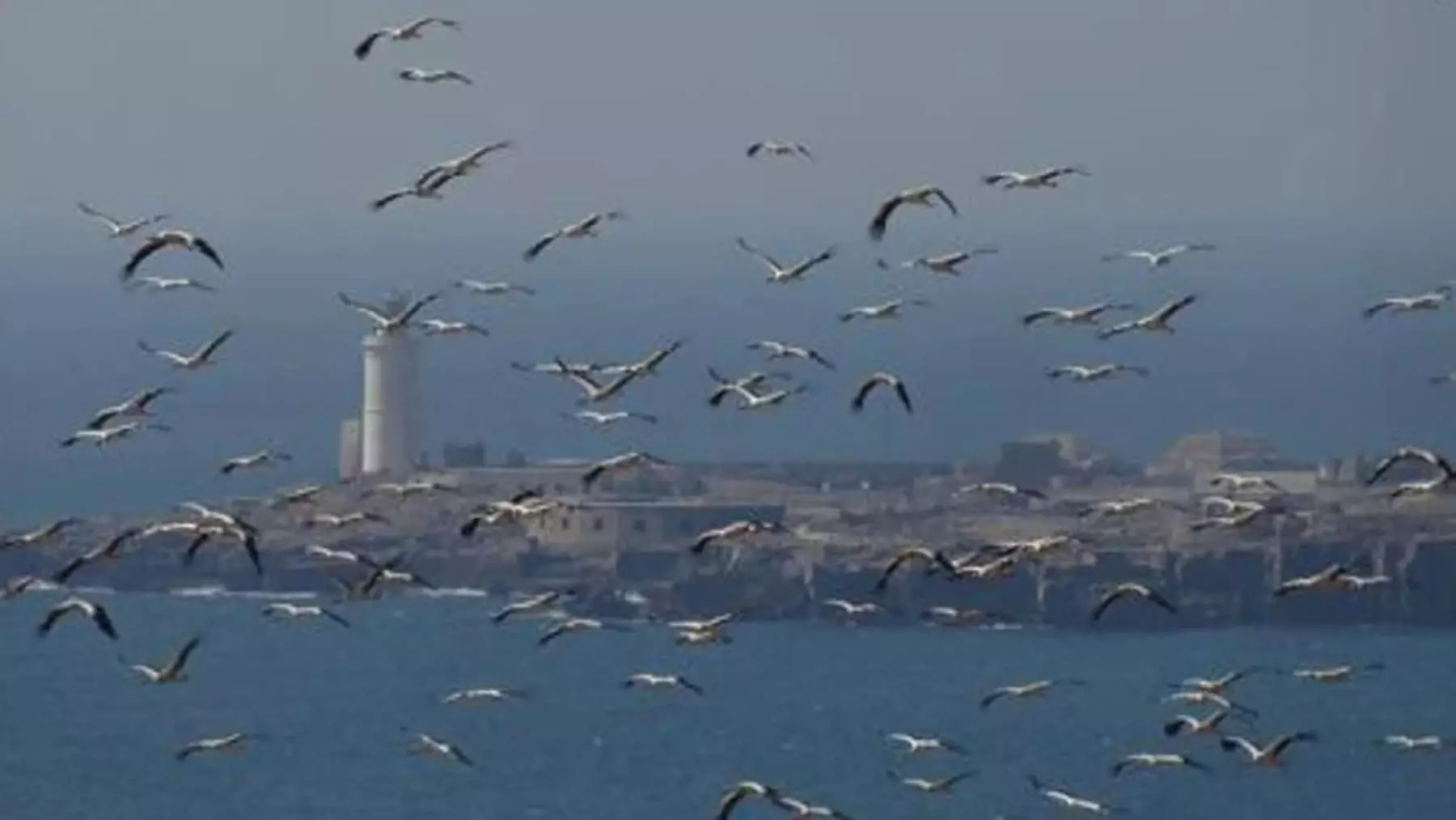 La COP15 Impulsa Corredores Marinos Globales para Proteger Aves Migratorias: España, Actor Clave en el Atlántico
