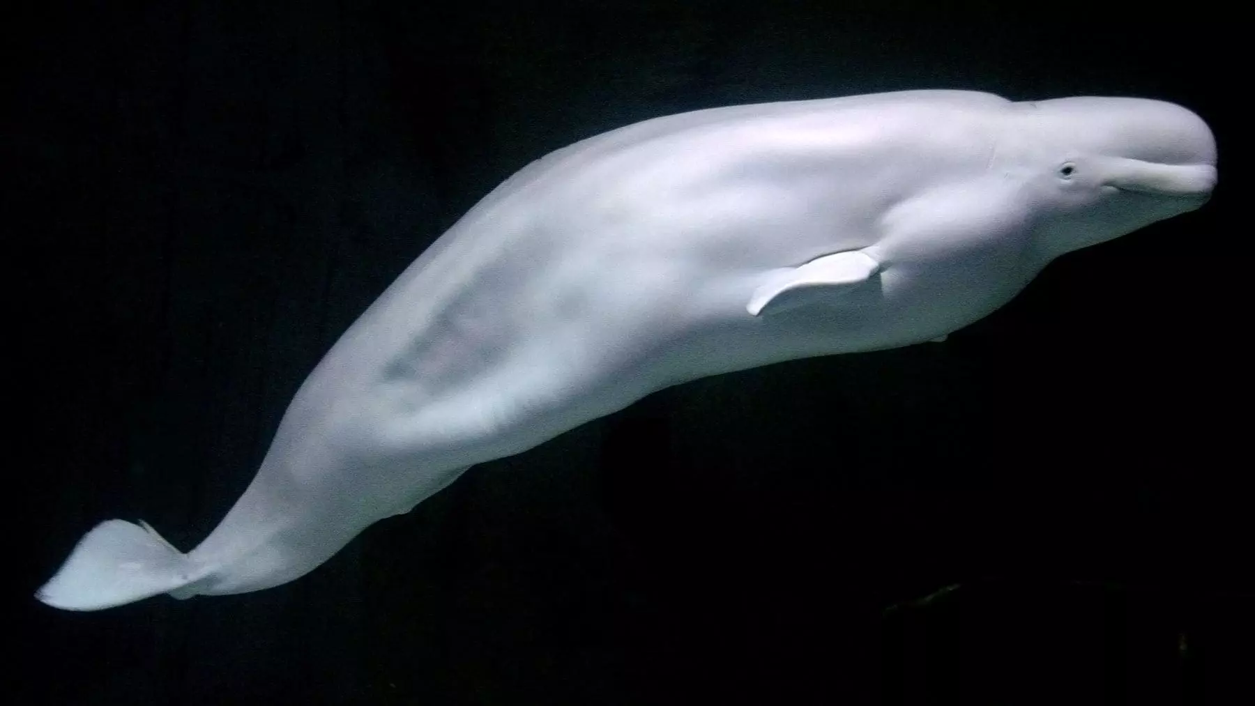 Inesperada Aparición: Una Beluga del Ártico Sorprende en Aguas Europeas