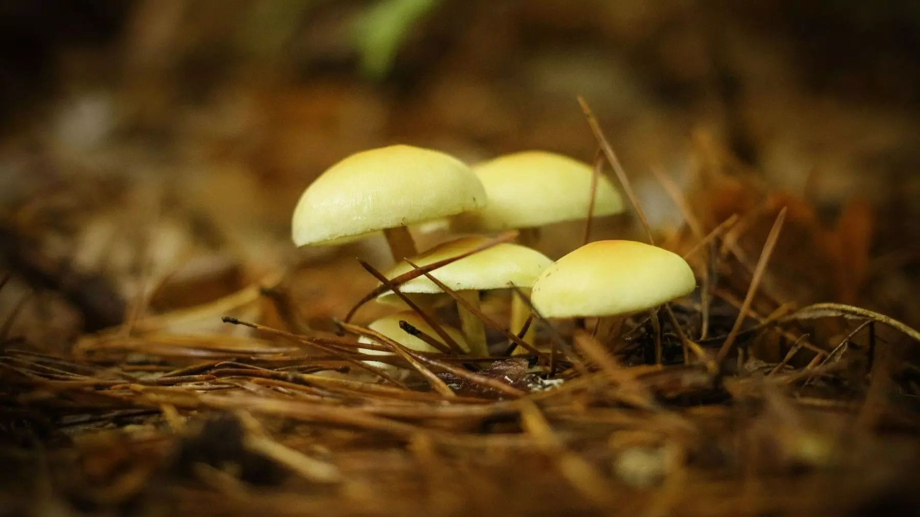 Castilla y León impulsa el desarrollo rural con el nuevo Parque Micológico de Velilla del Río Carrión