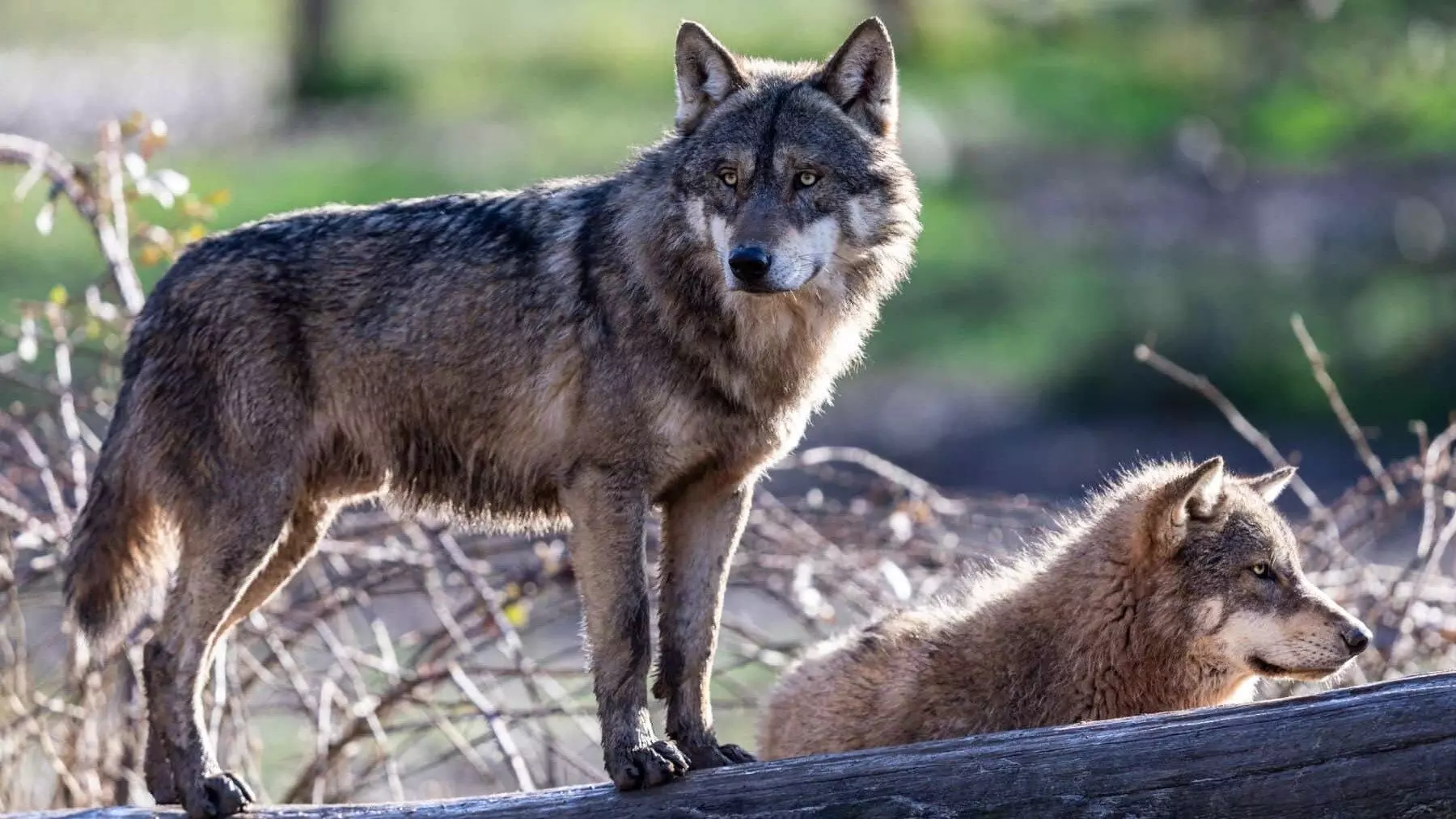Bruselas Reafirma su Posición: Restricciones Cruciales a la Caza del Lobo Ibérico en España