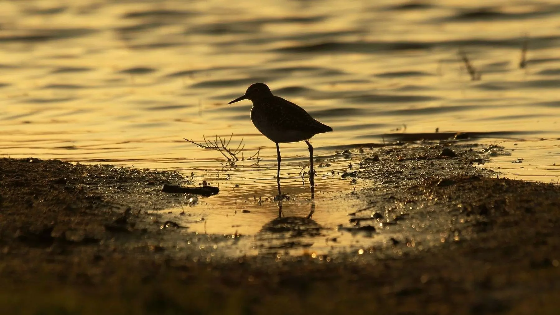 Doñana se Recupera Tras Lluvias, Enfrentando Vulnerabilidad Climática