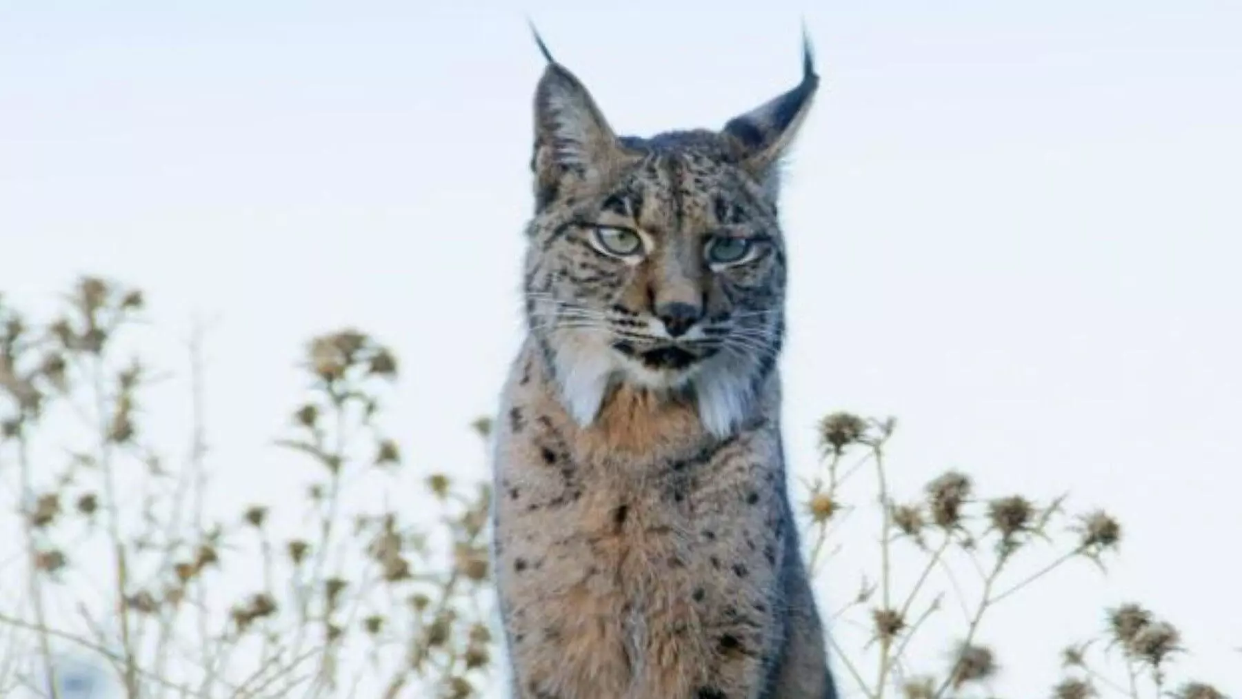 Liberacin de "Wonders": Un S■mbolo de Esperanza para el Lince Ib←rico en Lorca