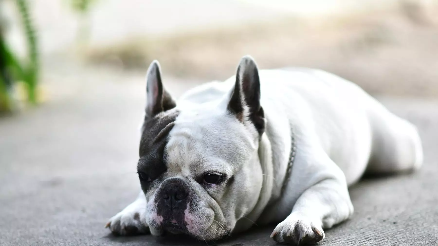 Razas Caninas con Menor Longevidad: Un Estudio Revela Sorprendentes Cifras