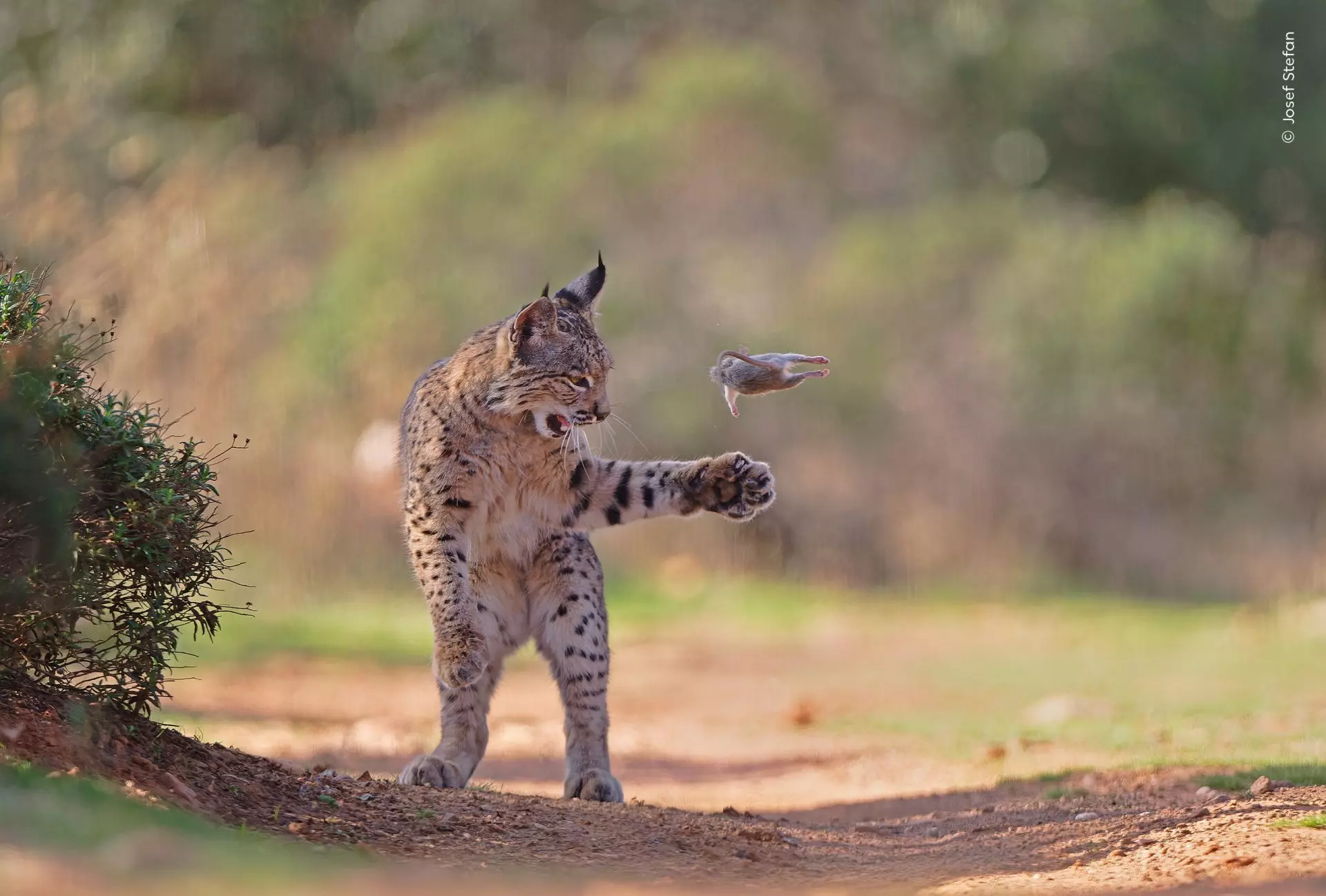 Lince Ibérico Juguetón Gana Prestigioso Premio de Fotografía de Naturaleza