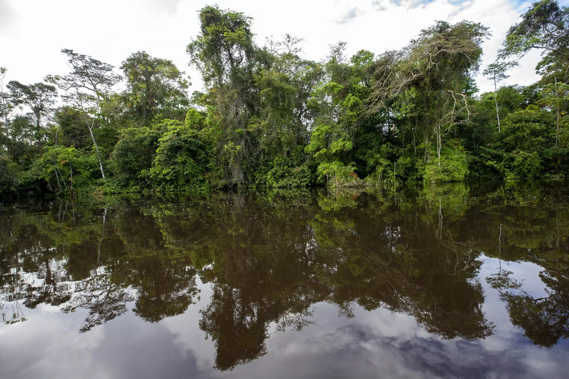 Río Conambo de Ecuador: Un Santuario de Biodiversidad Ictícola Amazónica Revela 118 Especies Inéditas