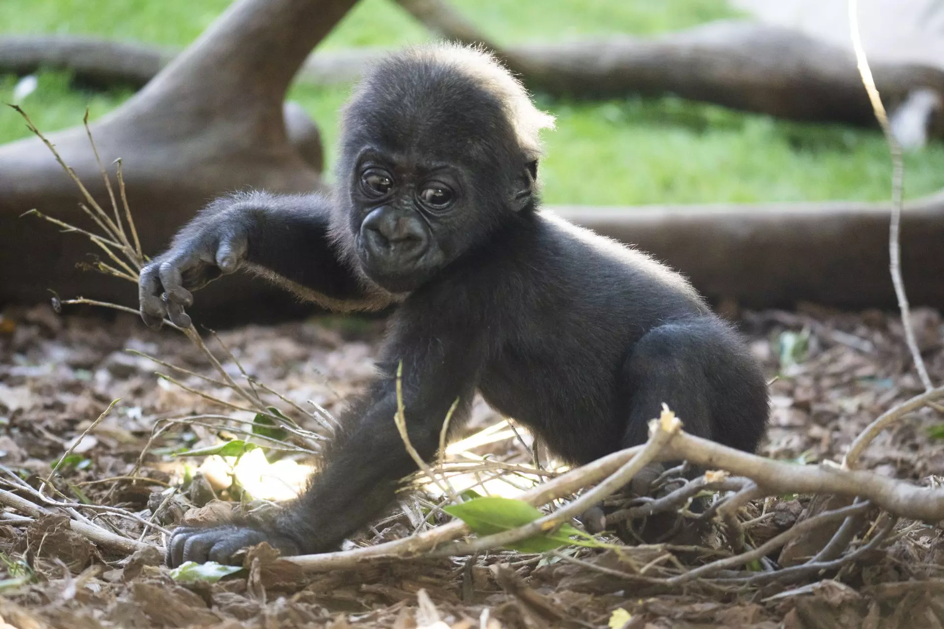 Ernie, el Gorila de Llanura, Emprende sus Primeros Pasos en Fuengirola