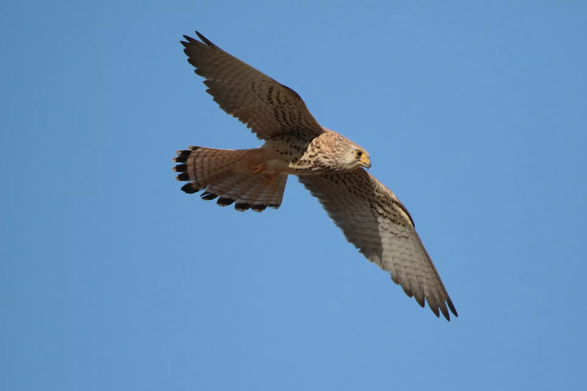 El exitoso retorno de los cernícalos primilla a Daimiel tras su migración africana