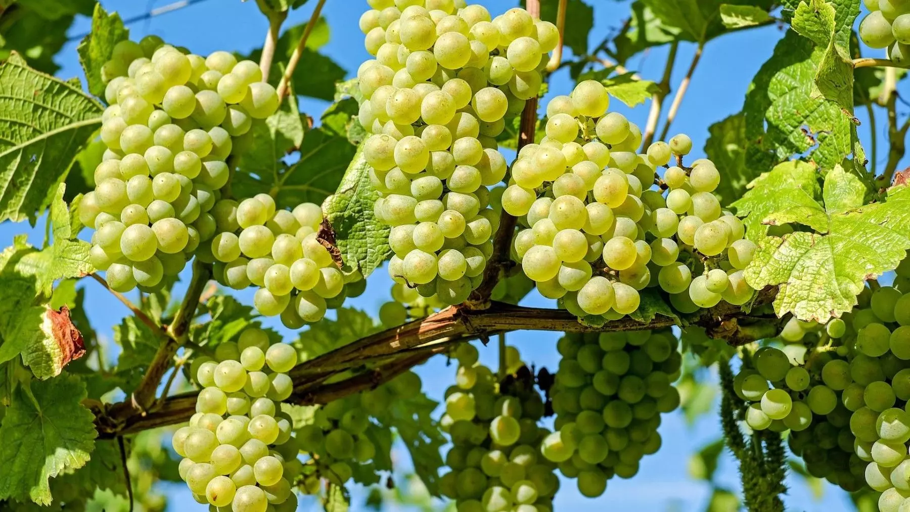 Prácticas de Acolchado Orgánico en Viñedos Fomentan la Biodiversidad del Suelo y Contienen su Degradación