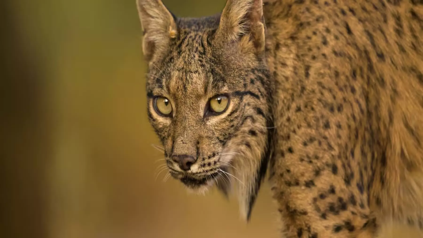 Un Lince Ibérico Revela Estrategias Sorprendentes de Supervivencia ante el Calor Extremo