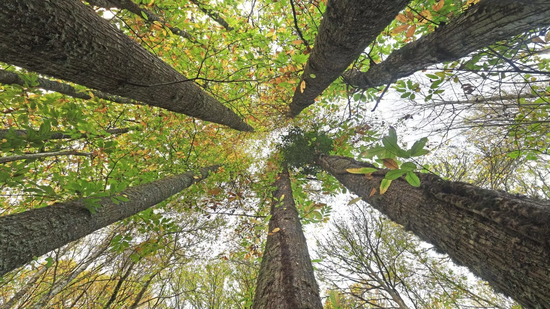 Castilla y León Impulsa la Bioeconomía Forestal y el Desarrollo Rural con Cesefor