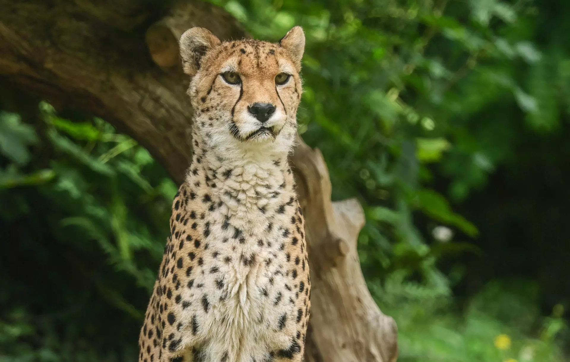 Éxito en la COP15 de Brasil: 40 nuevas especies migratorias bajo protección global
