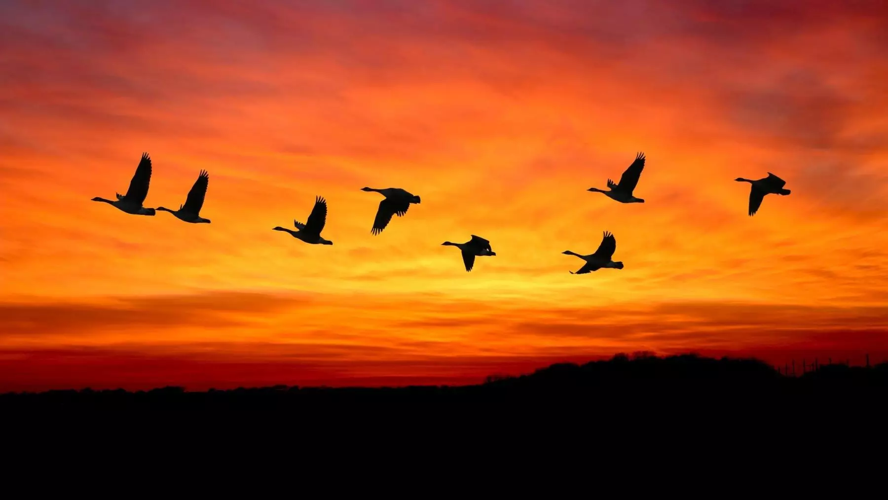 Bonn será la sede de la COP16 sobre aves migratorias en 2029, conmemorando el 50 aniversario del tratado internacional