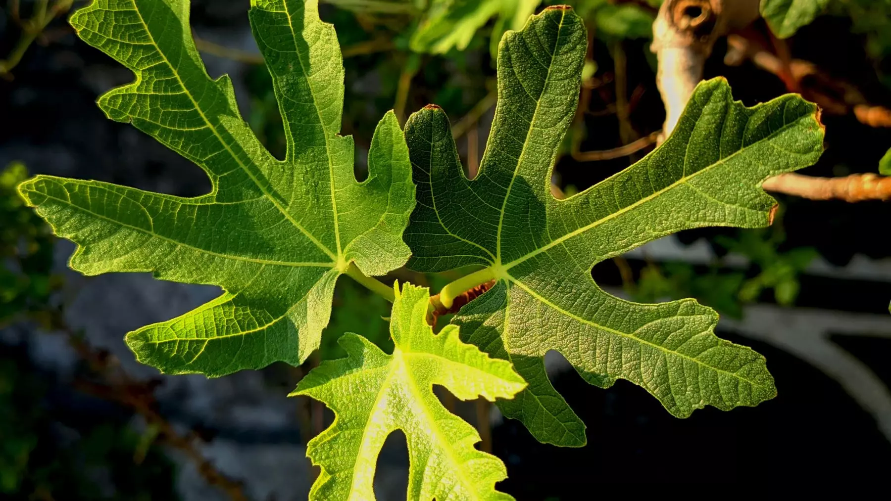La Higuera en tu Jardín: ¿Un Refugio para Serpientes o un Mito Alarmista?