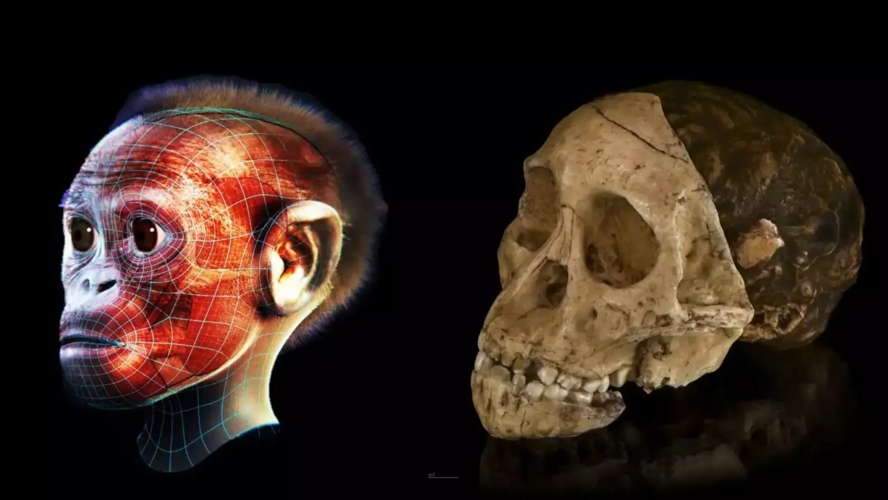 Descubrimiento en Egipto redefine el origen de los simios modernos