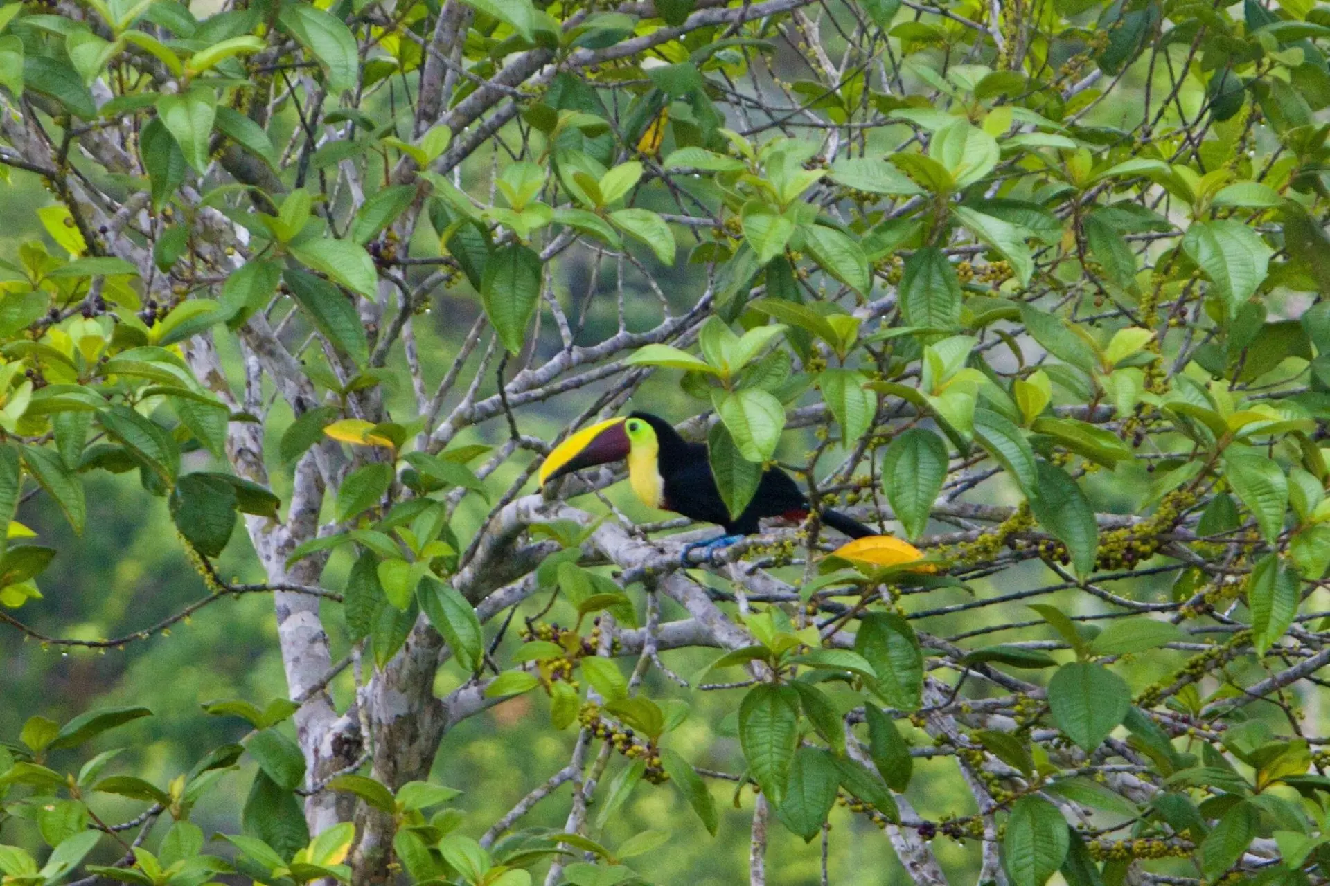 Aves Frugívoras Grandes: Guardianas Esenciales de la Regeneración Forestal