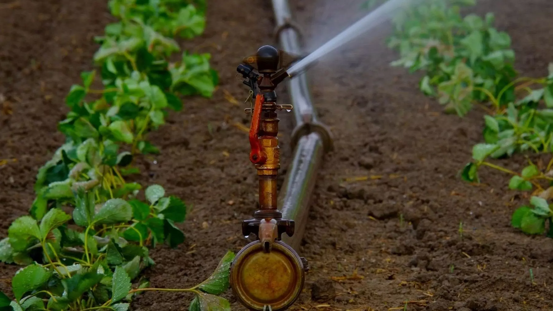 Seguridad en la Agricultura: El Uso de Aguas Regeneradas Respaldado por Ingenieros Agrónomos Frente a la Sequía