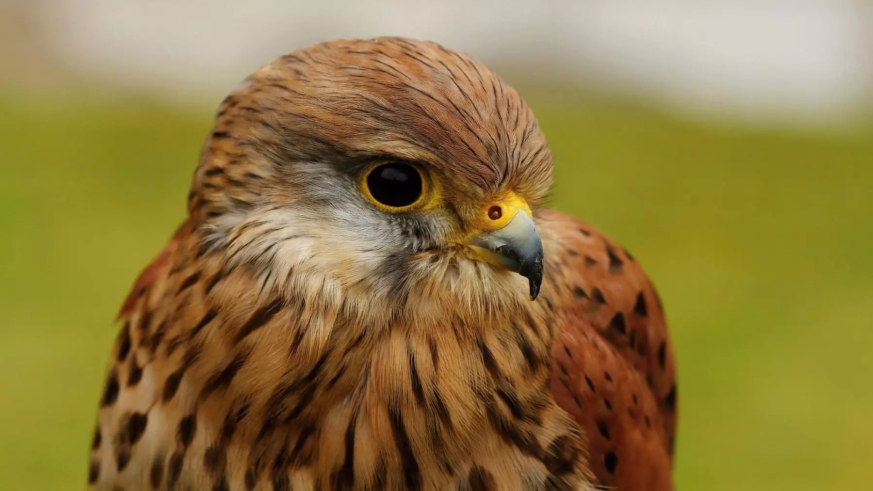 Cernícalos Primilla Vuelven a Daimiel, Confirmando la Salud de la Especie y el Éxito Migratorio