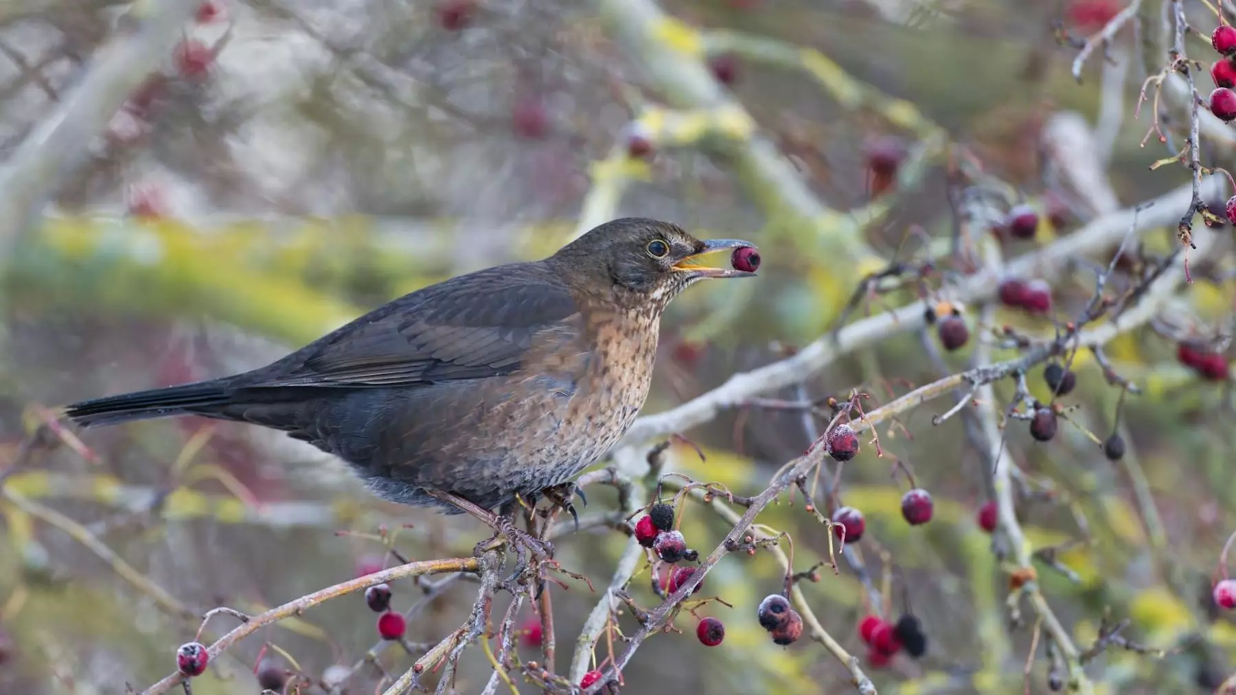 Las aves frugívoras: Guardianas esenciales de los bosques y su biodiversidad