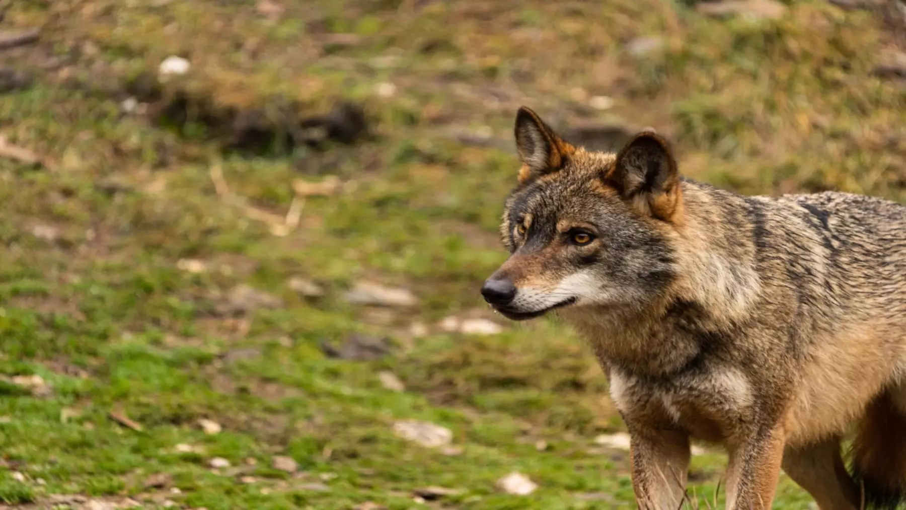 La Verdadera Cifra del Lobo Ibérico: Un Estudio Revela que la Población Podría Estar Sobreestimada hasta en un 60%