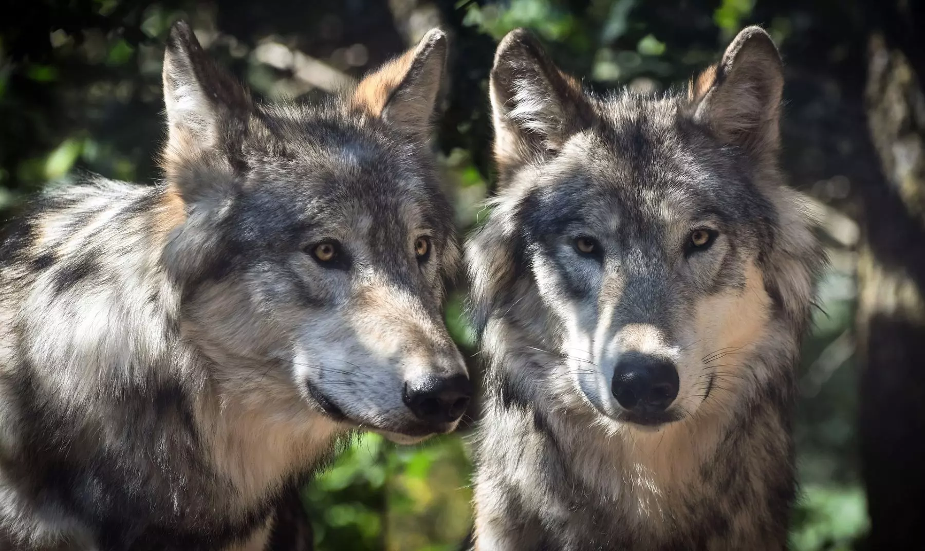 El Lobo Ibérico en Castilla-La Mancha: Urge un Plan de Recuperación Ante la Amenaza de Extinción