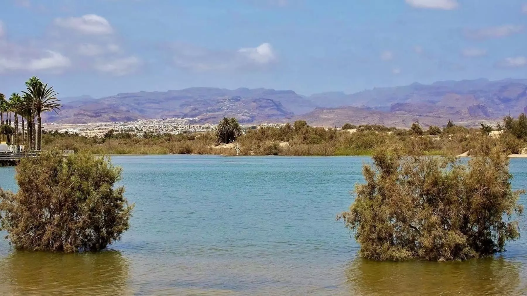La Charca de Maspalomas Revitalizada: Resurgimiento de la Biodiversidad Tras Reciente Fenómeno Natural
