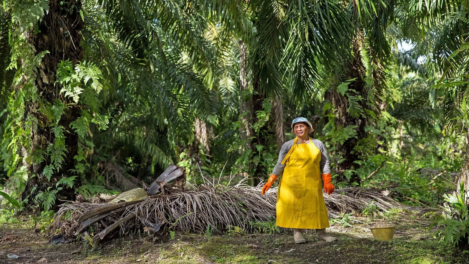 La Deforestación en Indonesia Alcanza un Aumento del 66% en 2025 Impulsada por el Aceite de Palma y la Política Alimentaria