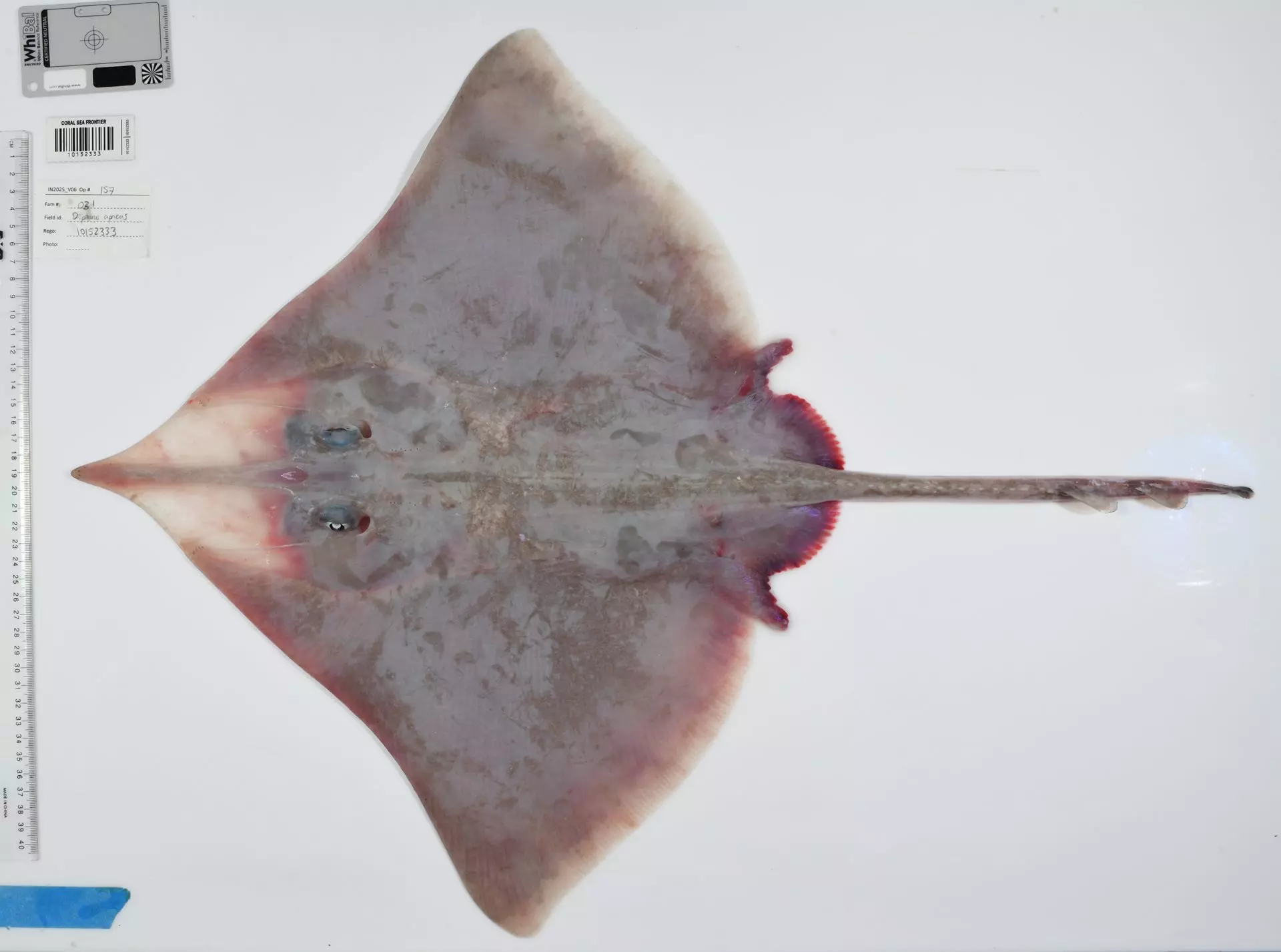 Más de 110 nuevas especies marinas descubiertas en el inexplorado Mar del Coral